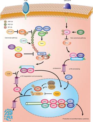 Roles of Ubiquitination and Deubiquitination in Regulating Dendritic Cell Maturation and Function